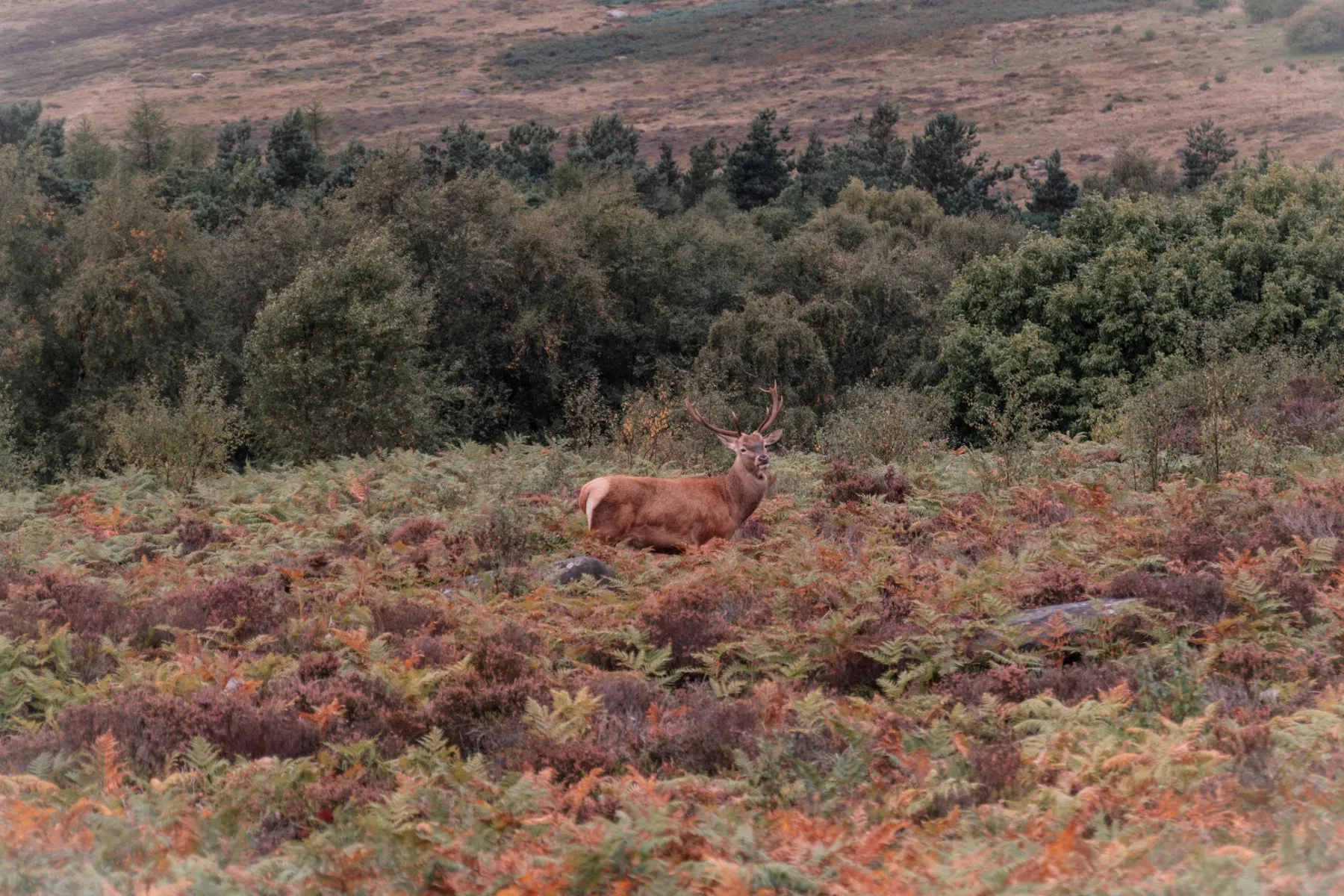 Nature and wildlife photography by Sofie Redfern