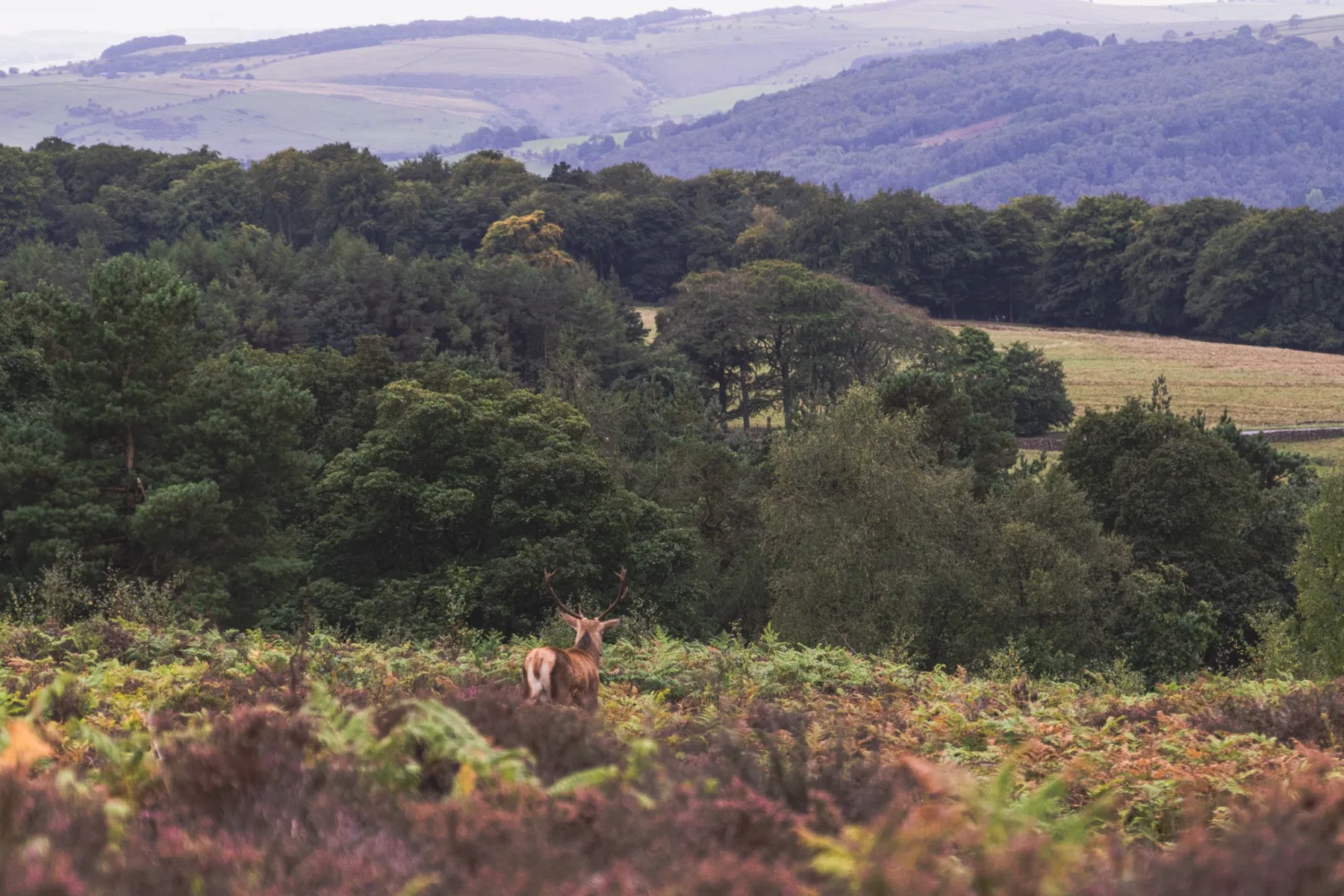 Nature and wildlife photography by Sofie Redfern