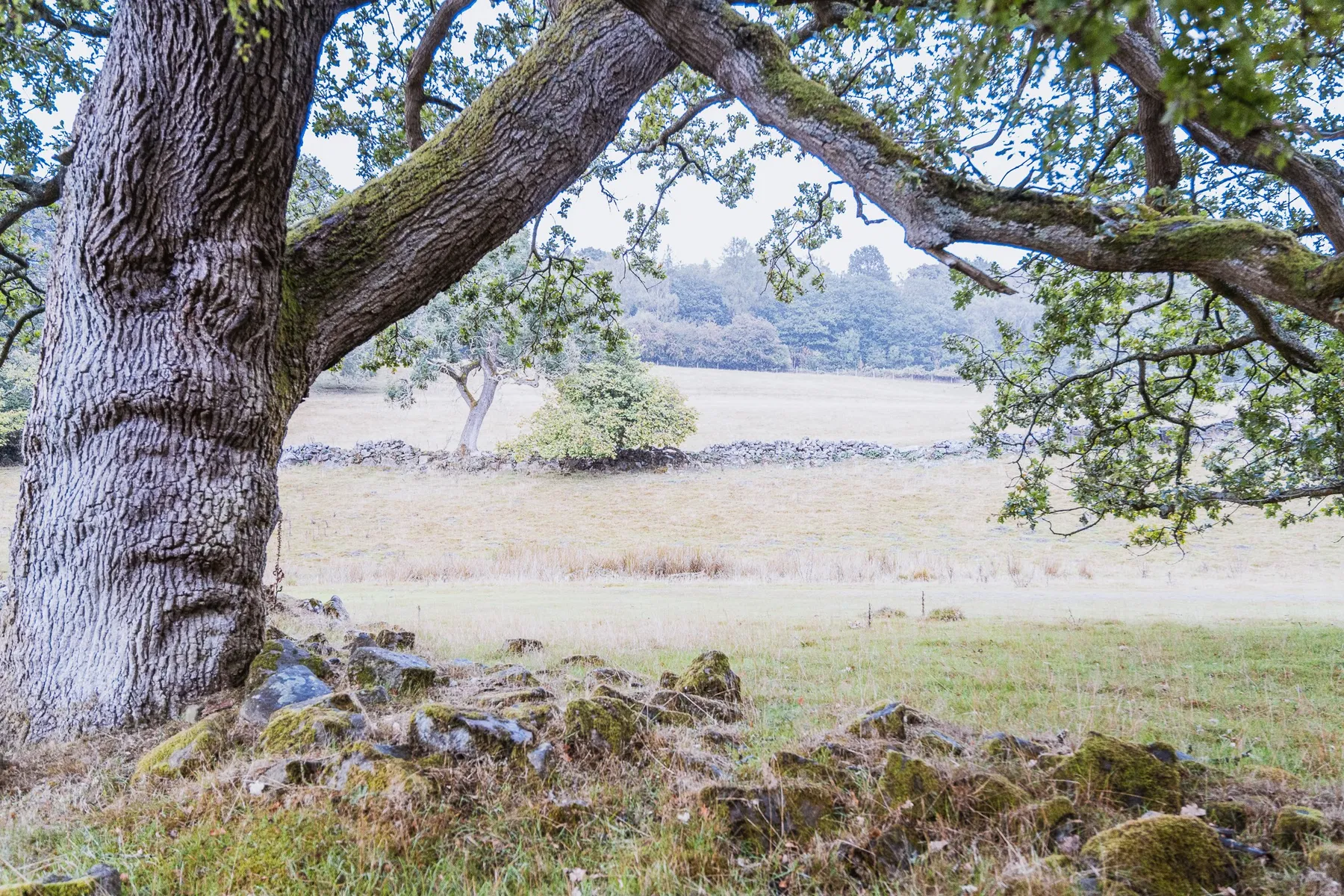 Nature and wildlife photography by Sofie Redfern