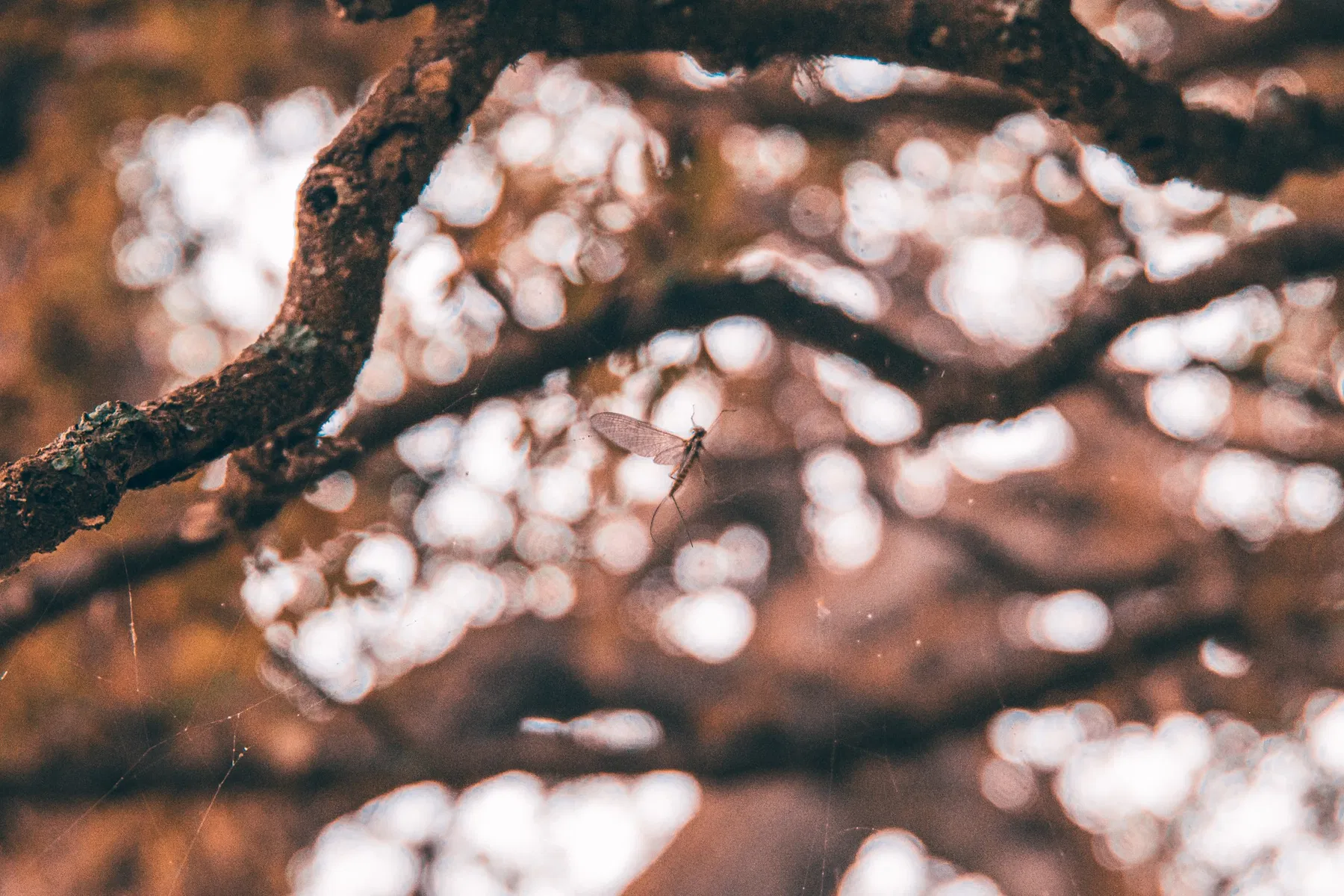 Nature and wildlife photography by Sofie Redfern