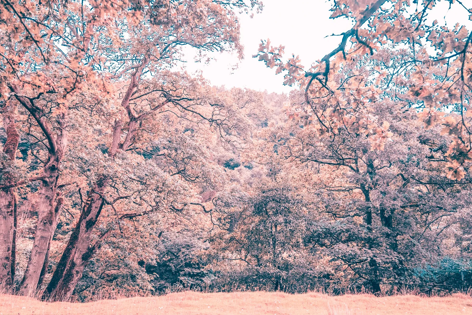 Nature photography by Sofie Redfern