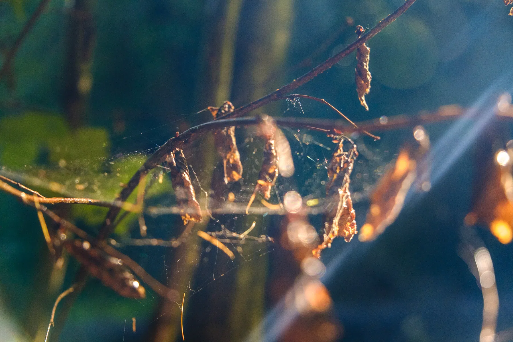 Nature and wildlife photography by Sofie Redfern