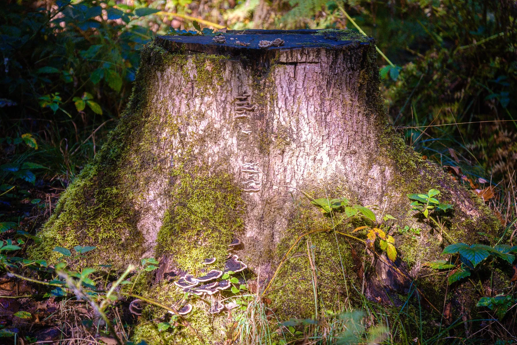 Nature and wildlife photography by Sofie Redfern