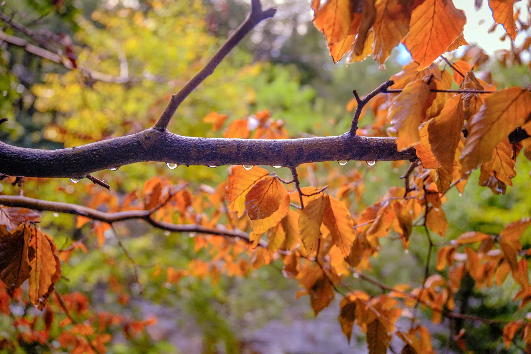 Nature and wildlife photography by Sofie Redfern