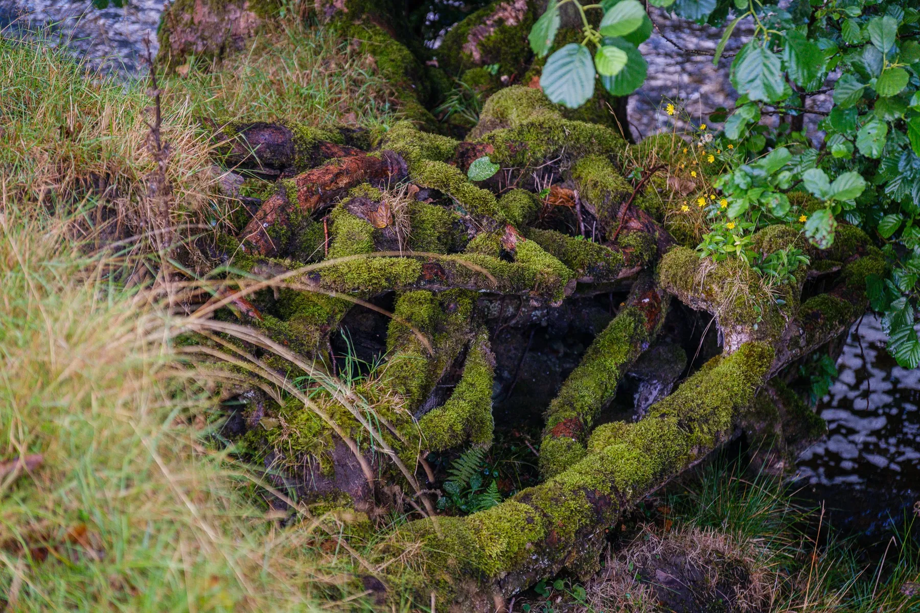 Nature and wildlife photography by Sofie Redfern